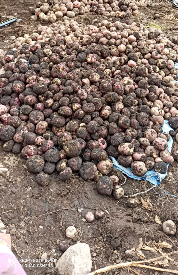 Siembra cosecha de papa montón web