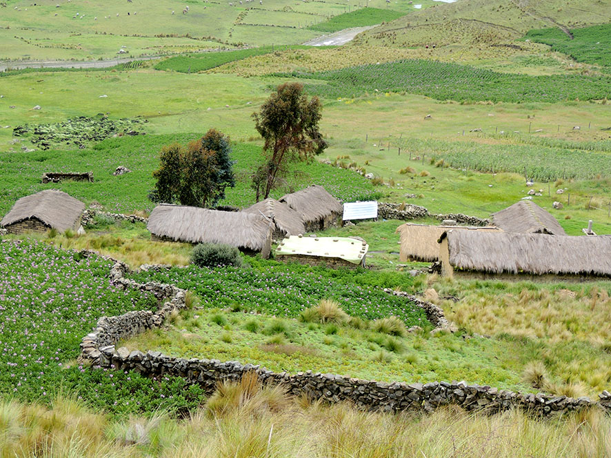 siembra de papa sayaña 2019