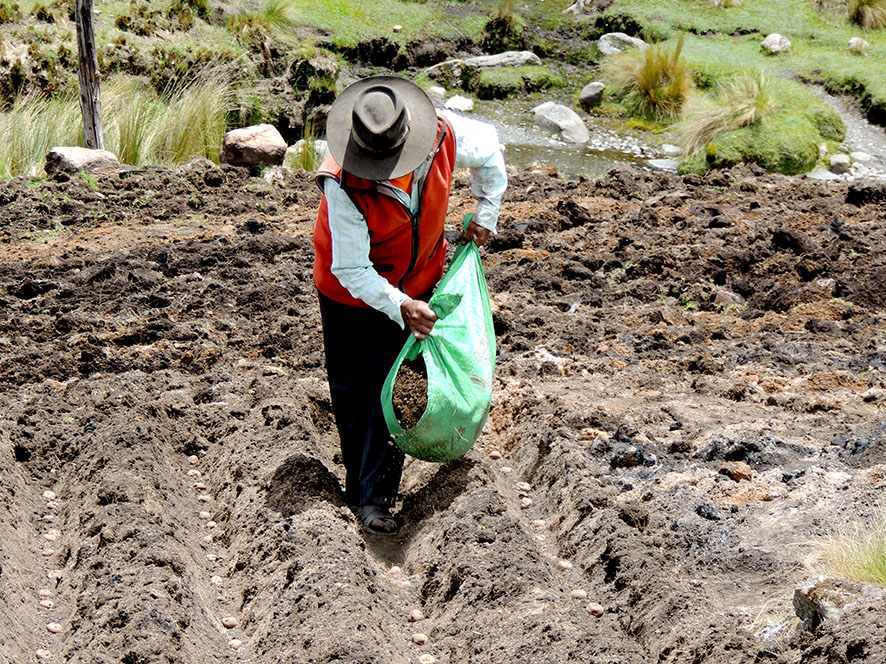 Siembra papa Sebastían 2019