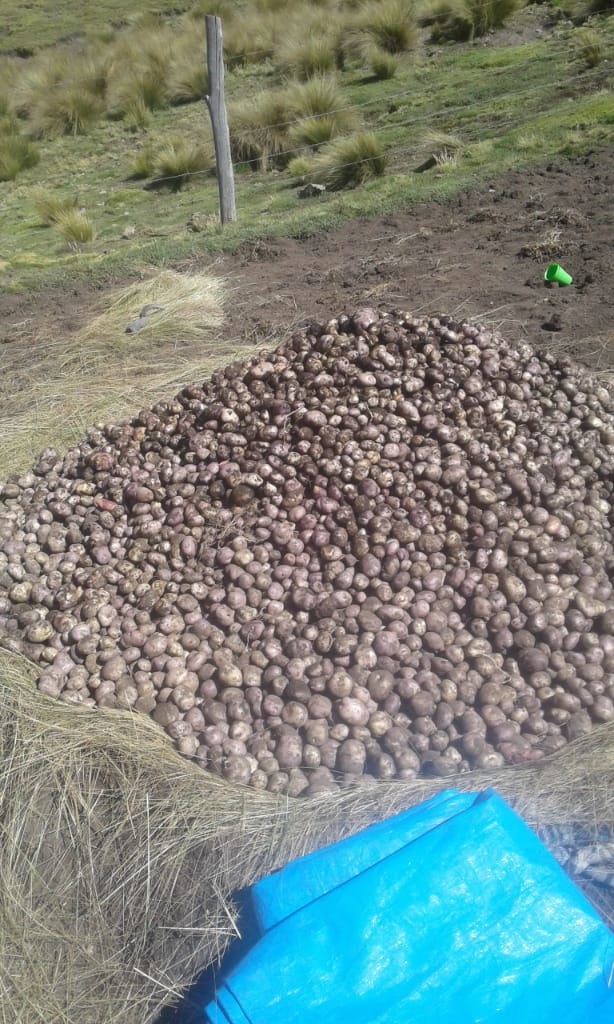 Siembra Cosecha de papa amontonado