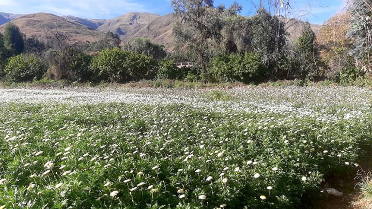 De la FLORICULTURA insostenible a la AGROECOLOGÍA sostenible