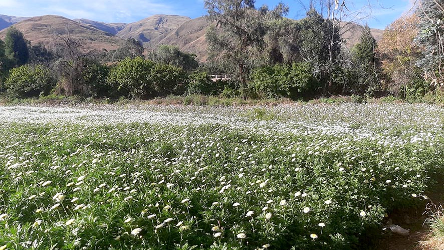 Fedecor crisantemos 2