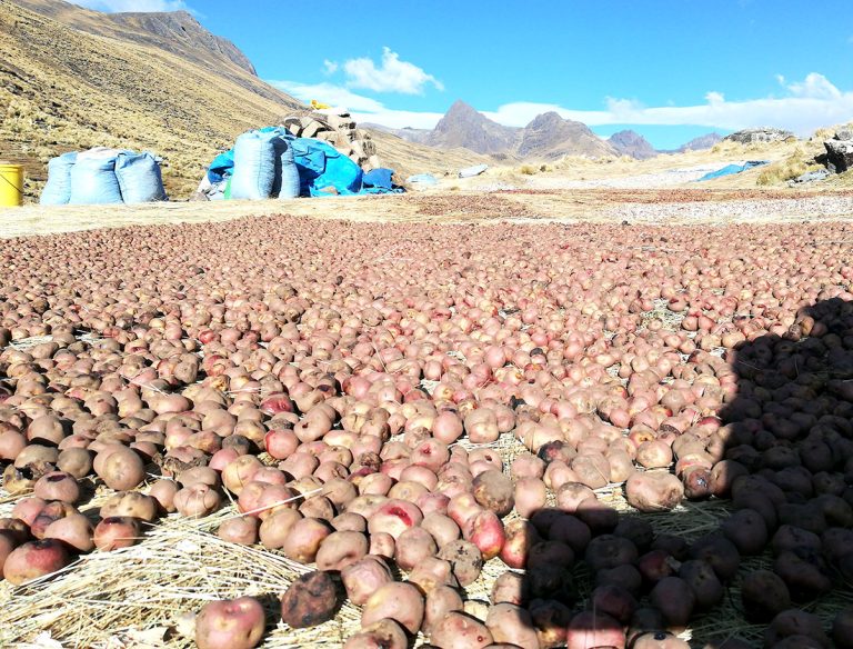 El chuño, alimento de nuestros ancestros