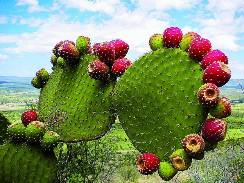 Tuna foto Correo del sur