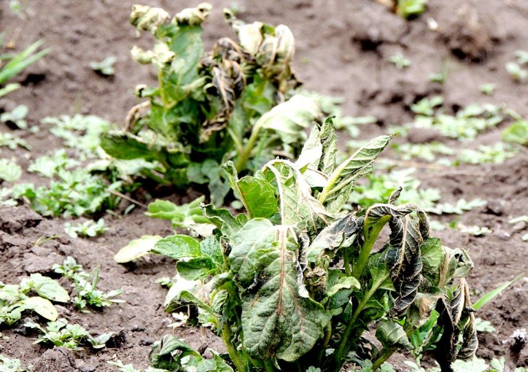 “Los pronósticos de los predictores campesinos se están cumpliendo”