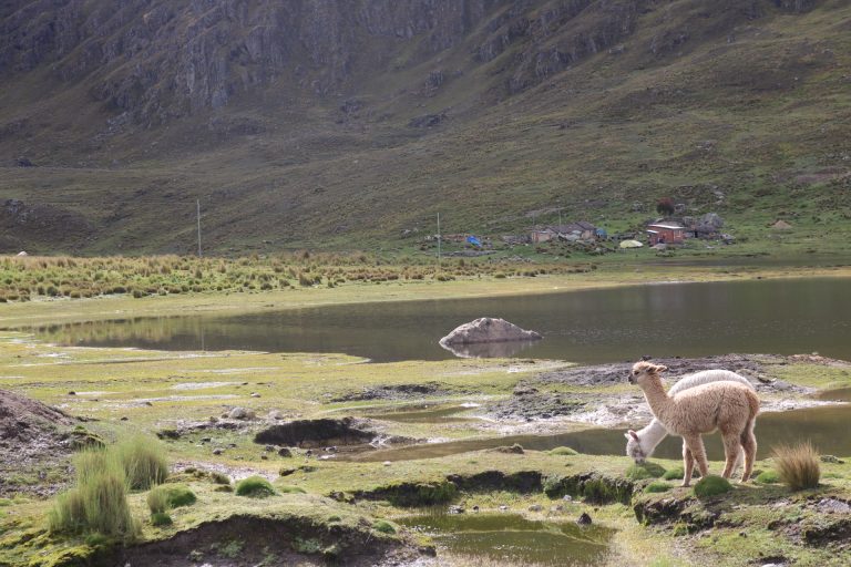 Crianza de Llama y Alpaca en comunidades de Ayopaya