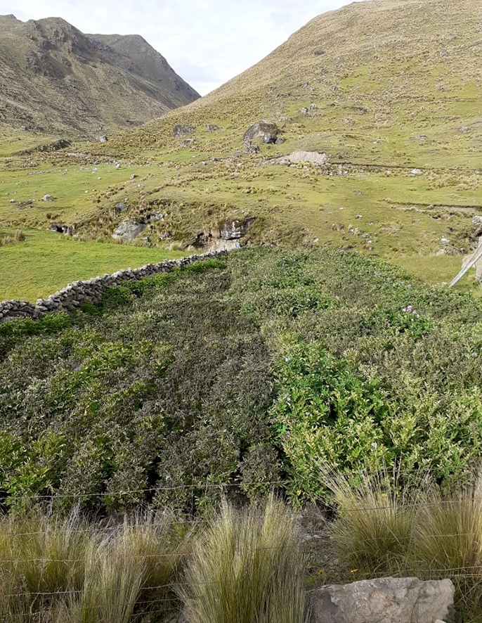 3 Luchas campesinas Semillas