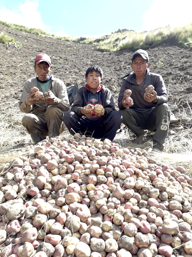 5 Luchas Campesinas cosecha de papa