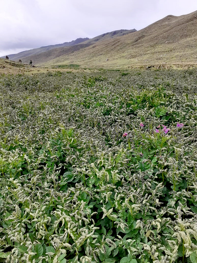 2 Luchas campesinas papa y helada