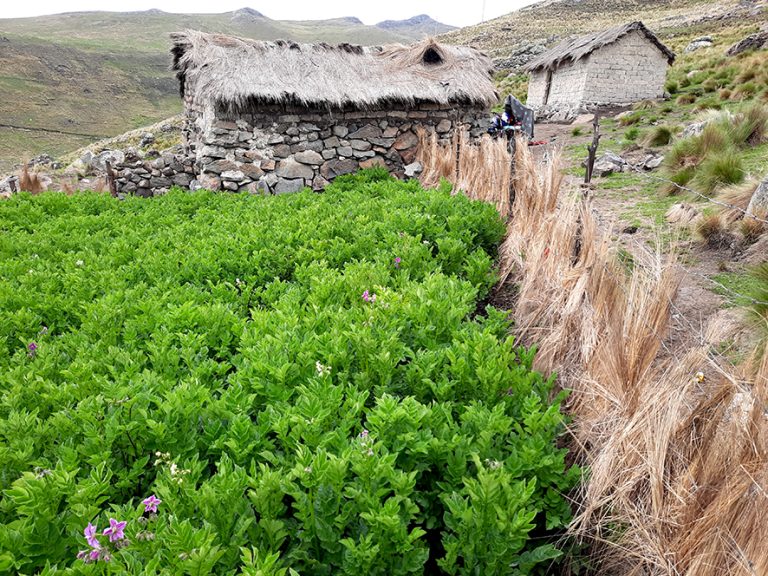 DEFENSA DE LAS SEMILLAS CAMPESINAS: Una experiencia de vida en Ayopaya
