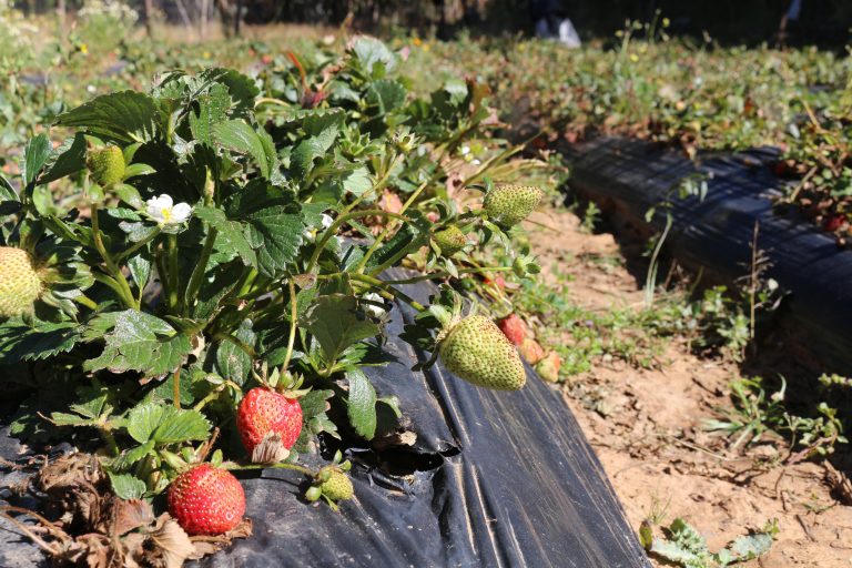 Ucuchi: el valle de las frutillas nativas