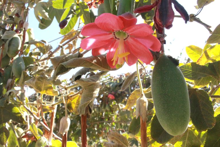 Pilancho: Riego por aspersión para administrar bien el agua