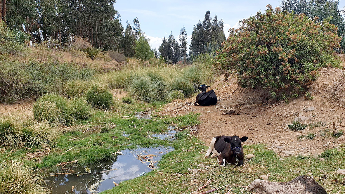 Río Rocha 2 Antonio