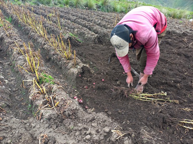 Chillavi cosecha papa aynoqa