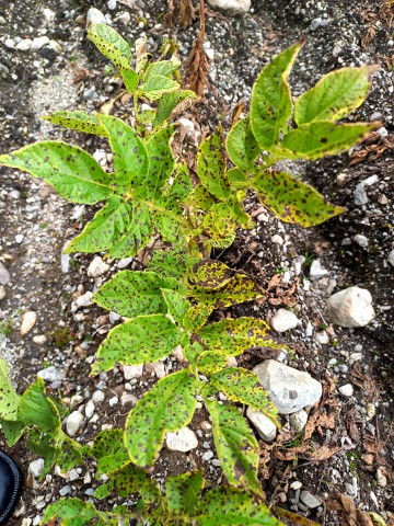 Chillavi cheqchi hojas