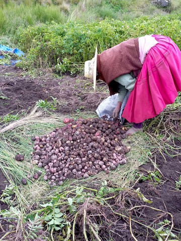 Chillavi cosecha señora waykus