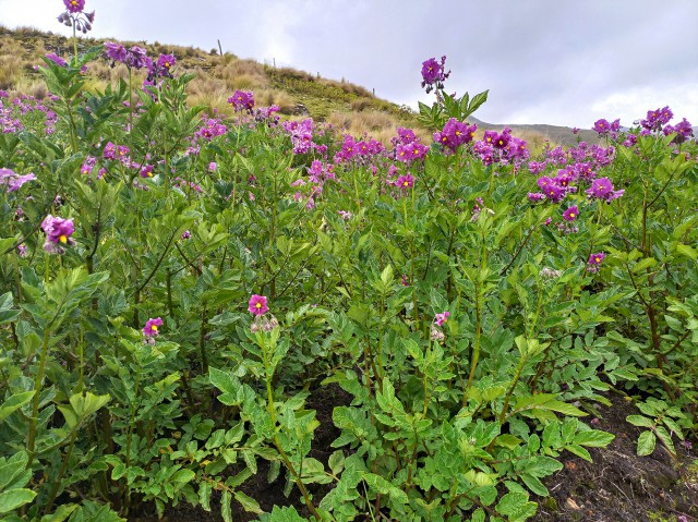 Chillavi cosecha flor de nativas