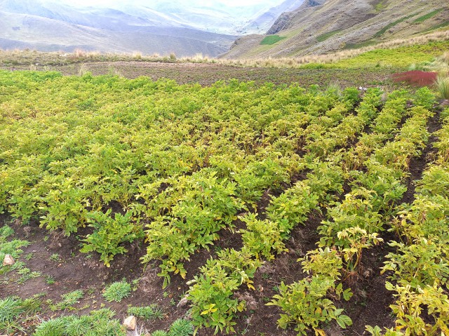 Chillavi cosecha planta amarilla