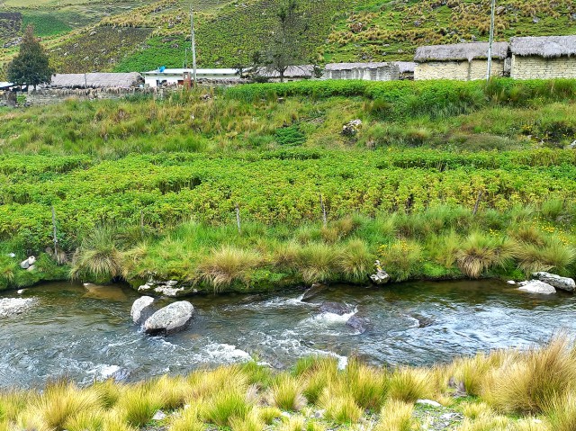 CHILLAVI: Ñawparinku papa uqhariypi – Se adelantó la cosecha de papas en norte Ayopaya
