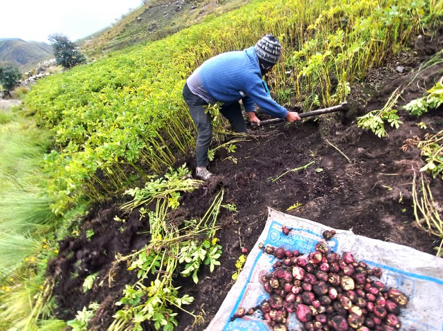 Chillavi cosecha papa Marcos