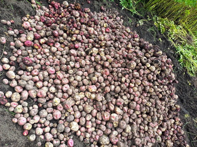 Chillavi cosecha papa murmu