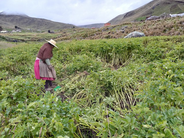 Chillavi Cosecha papa señora