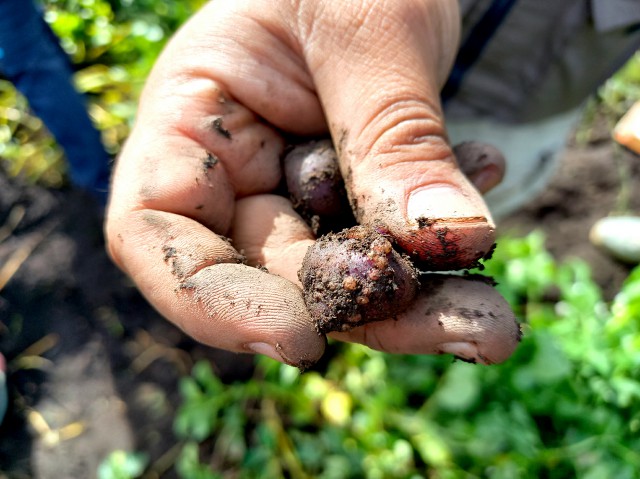 Chillavi Papa con verruga