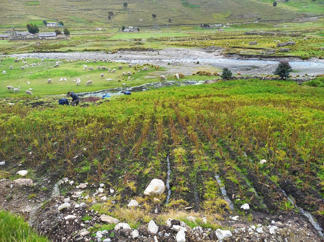 Chillavi cosecha papa anegada