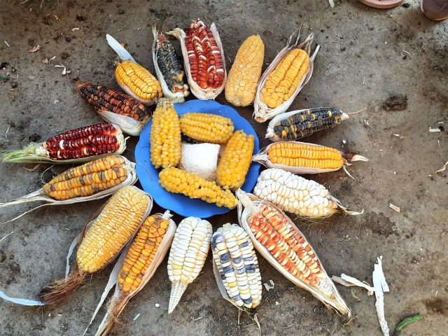 Variedades de maiz redondo