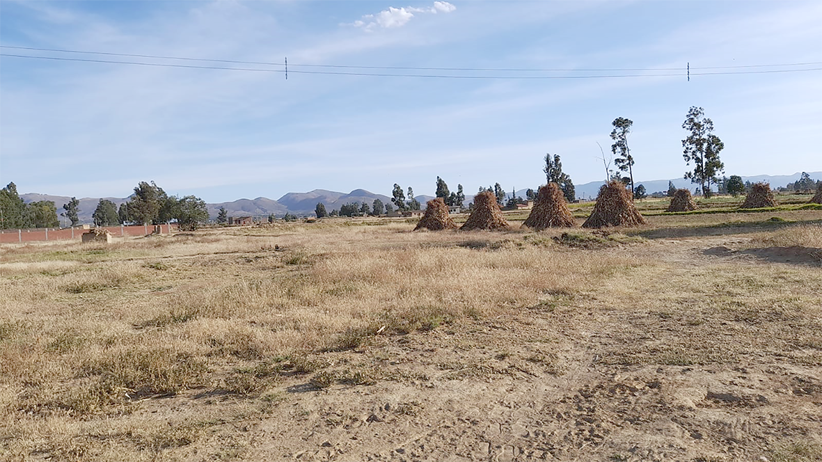 Variedades de maiz sara phinas