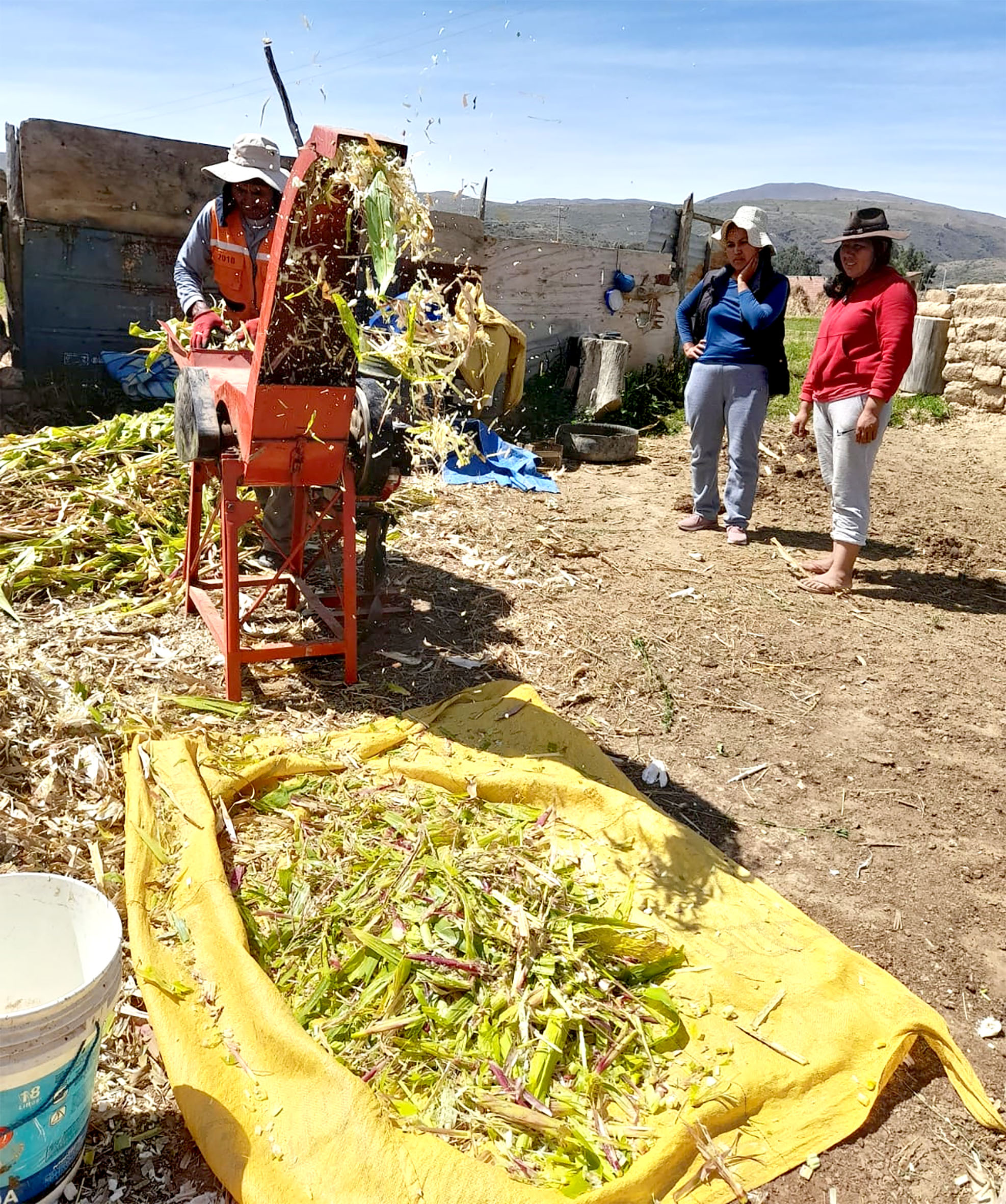 Variedades cortando chala