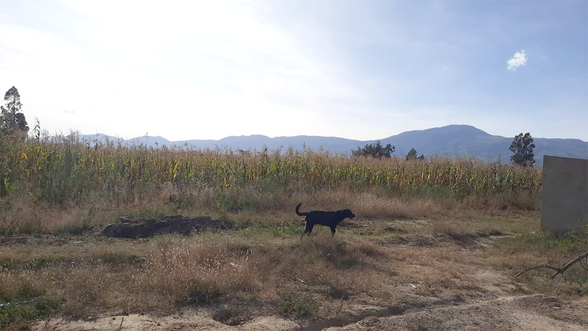 Variedades de Maiz maizal