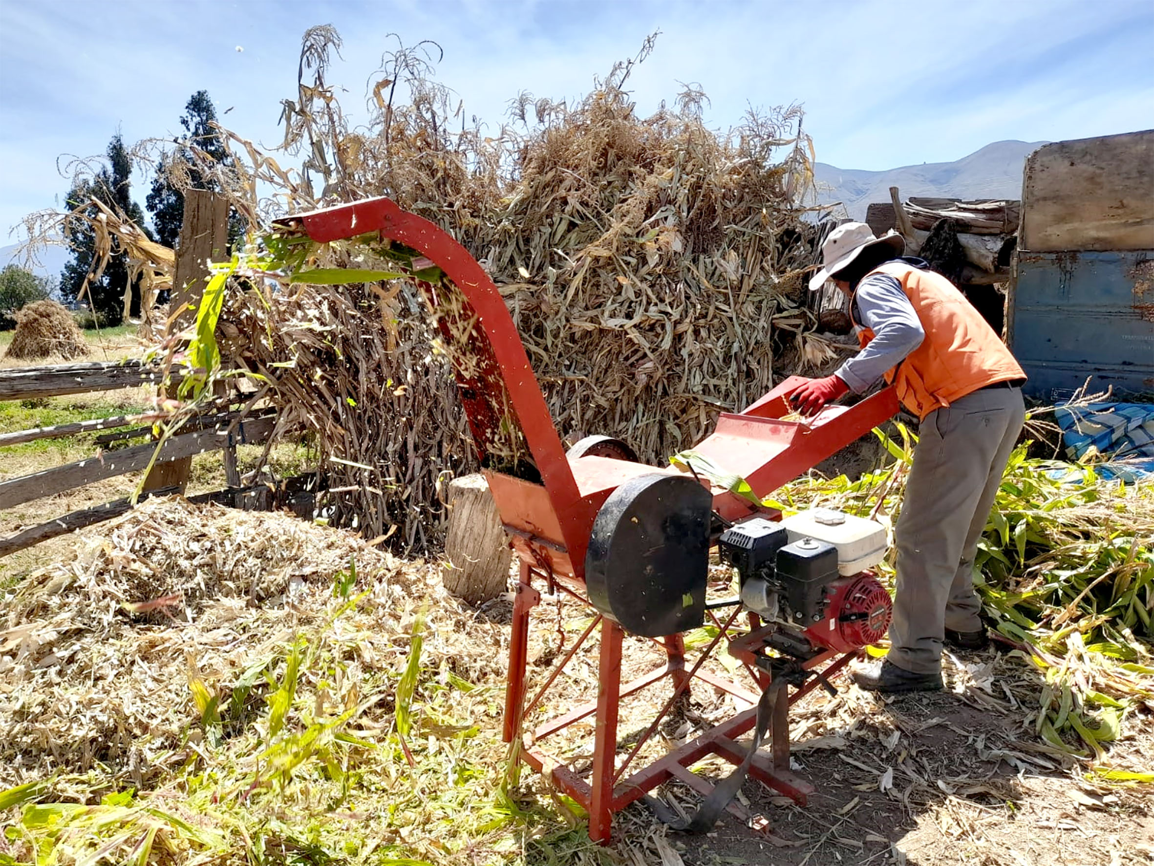 Variedades maiz trituradora chala