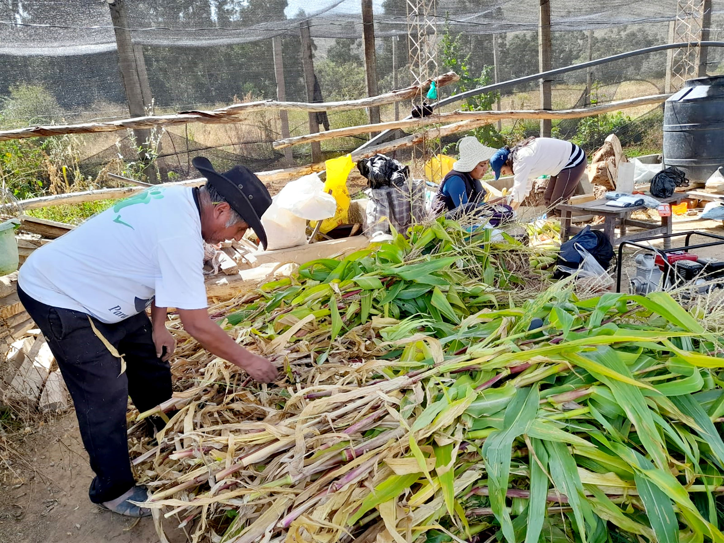 Variedades Maiz Challa cosecha señor