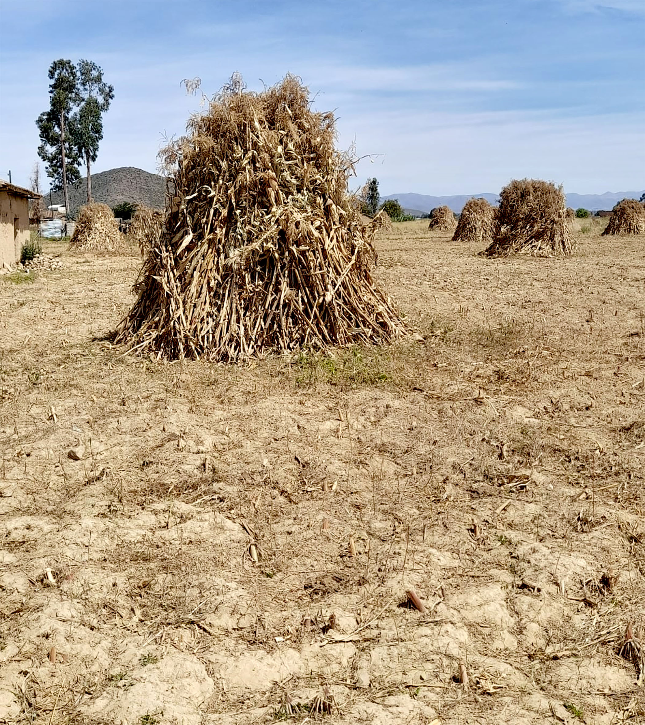 Variedades maiz karma chala