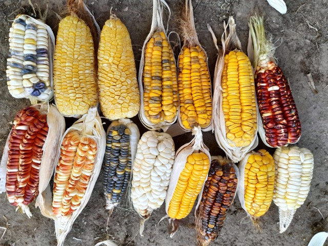Variedades de Maiz en fila