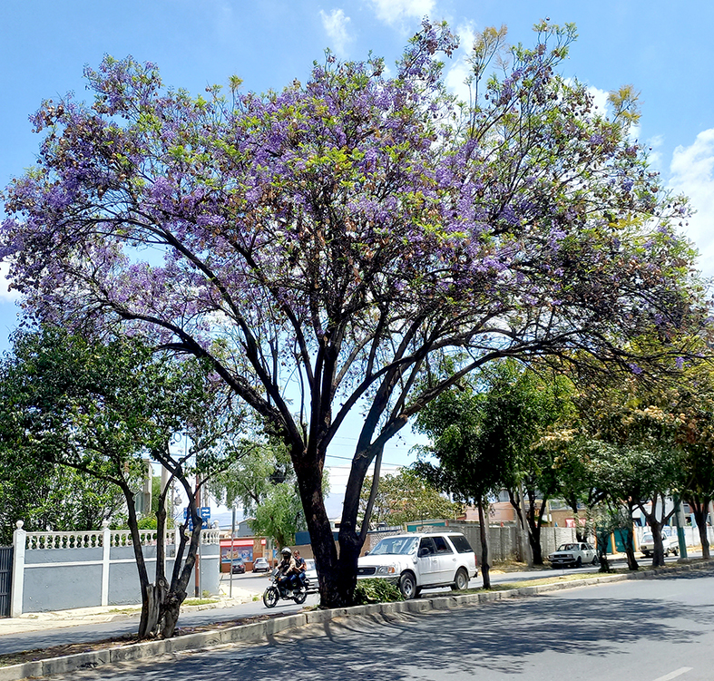 Jacaranda