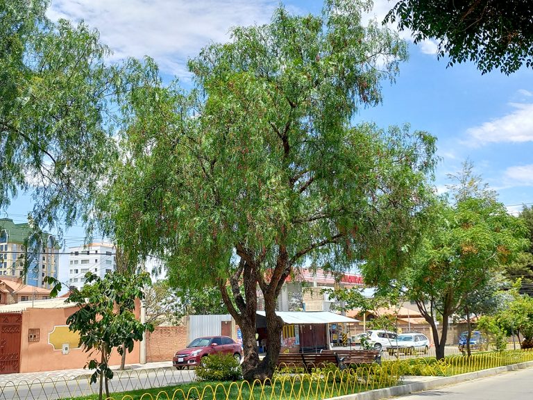 SACH’ASMANTA PARLARINA, RIQSIRINA