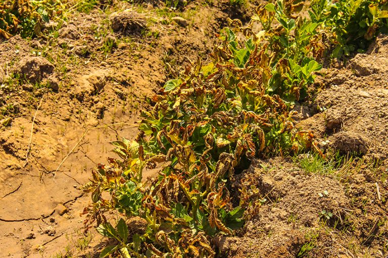 HELADAS INESPERADAS PONEN EN PELIGRO LA SEGURIDAD ALIMENTARIA EN LARATI