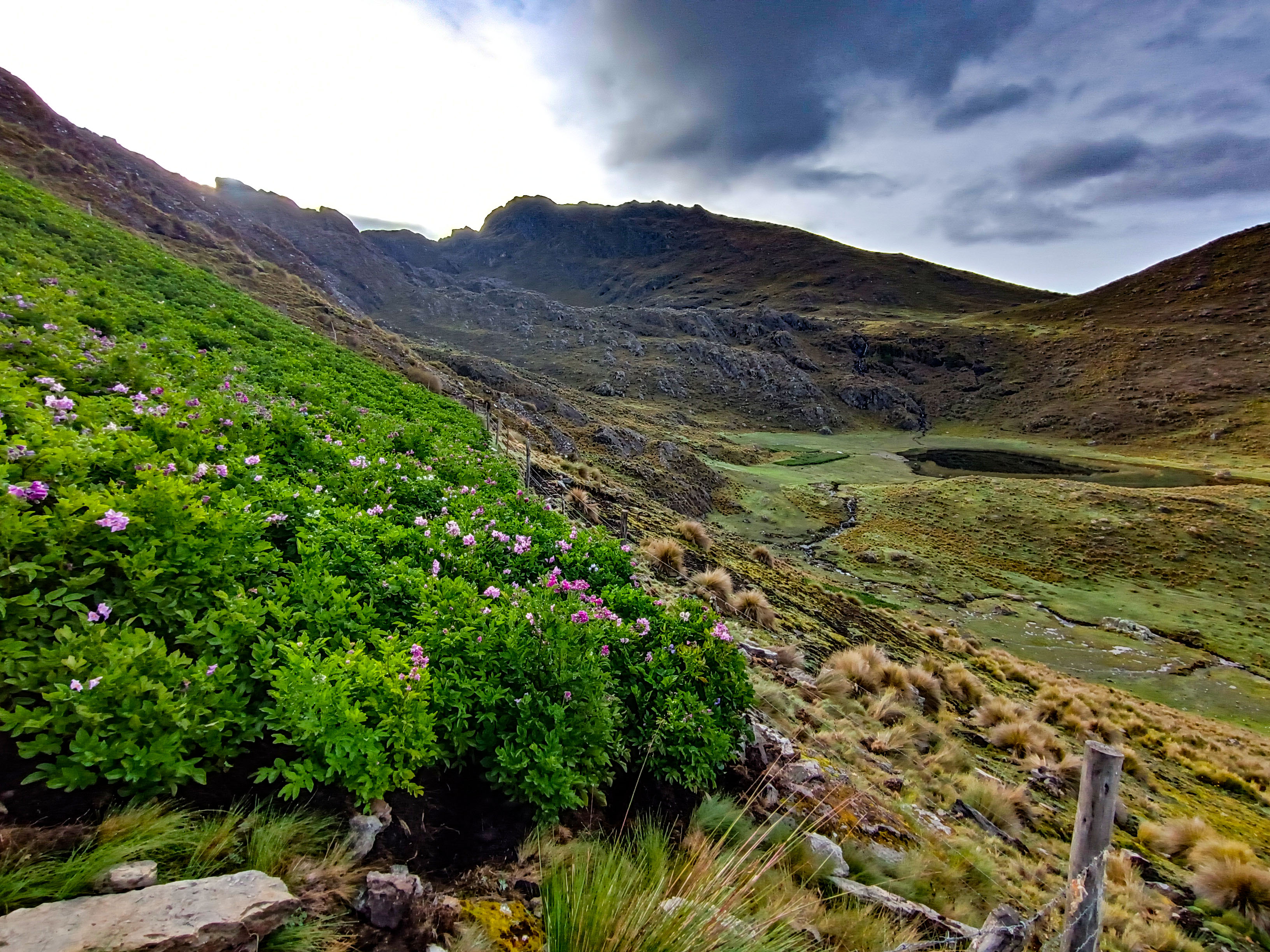 3 DÍA DEL ÁRBOL paisaje 2