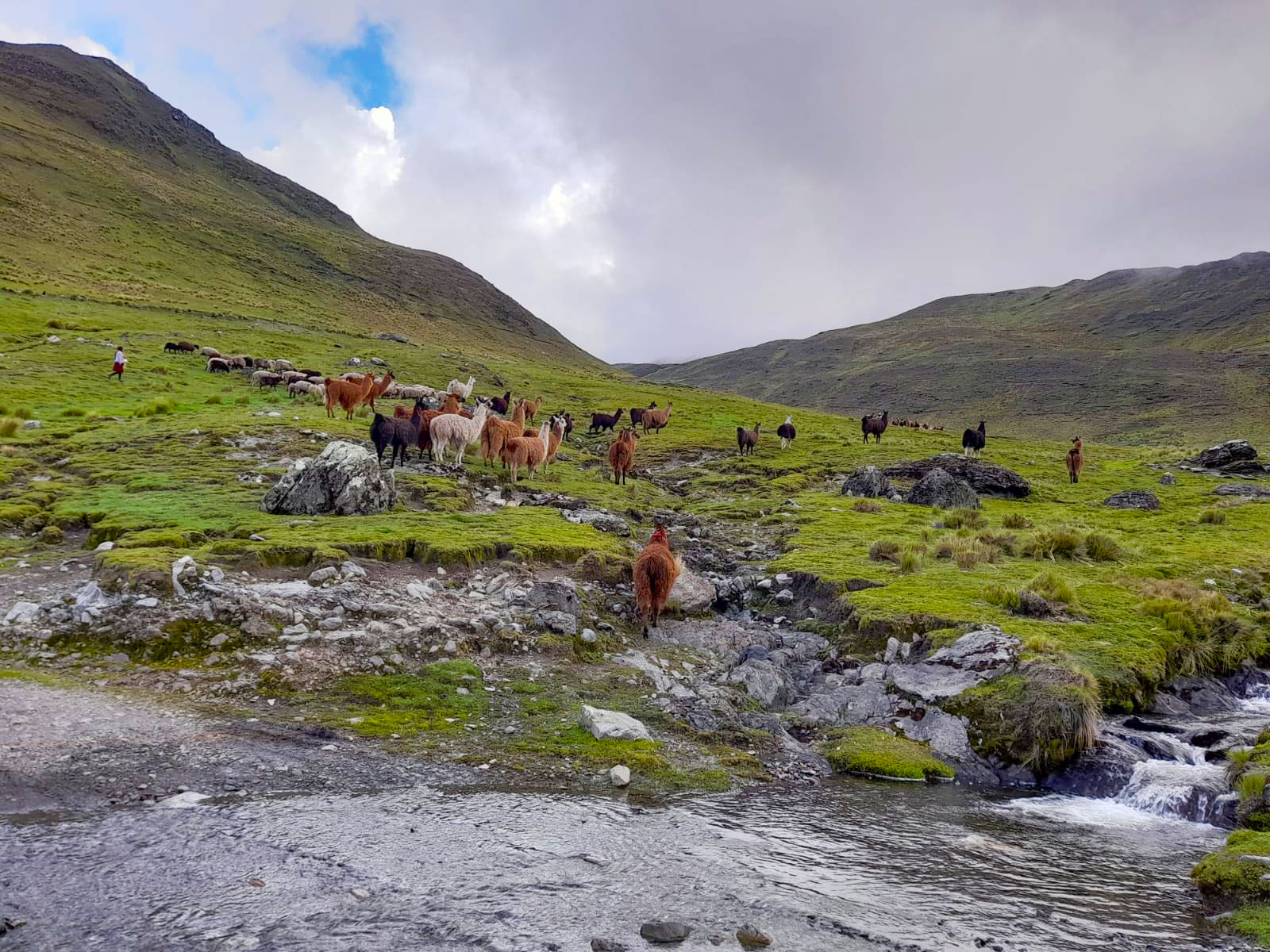 2 DÍA DEL ÁRBOL 2 paisaje