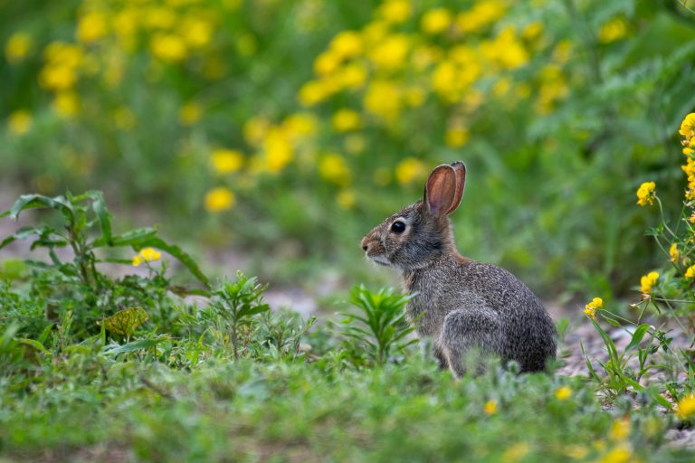 Radios Comunitarias: Voces que Defienden el Territorio