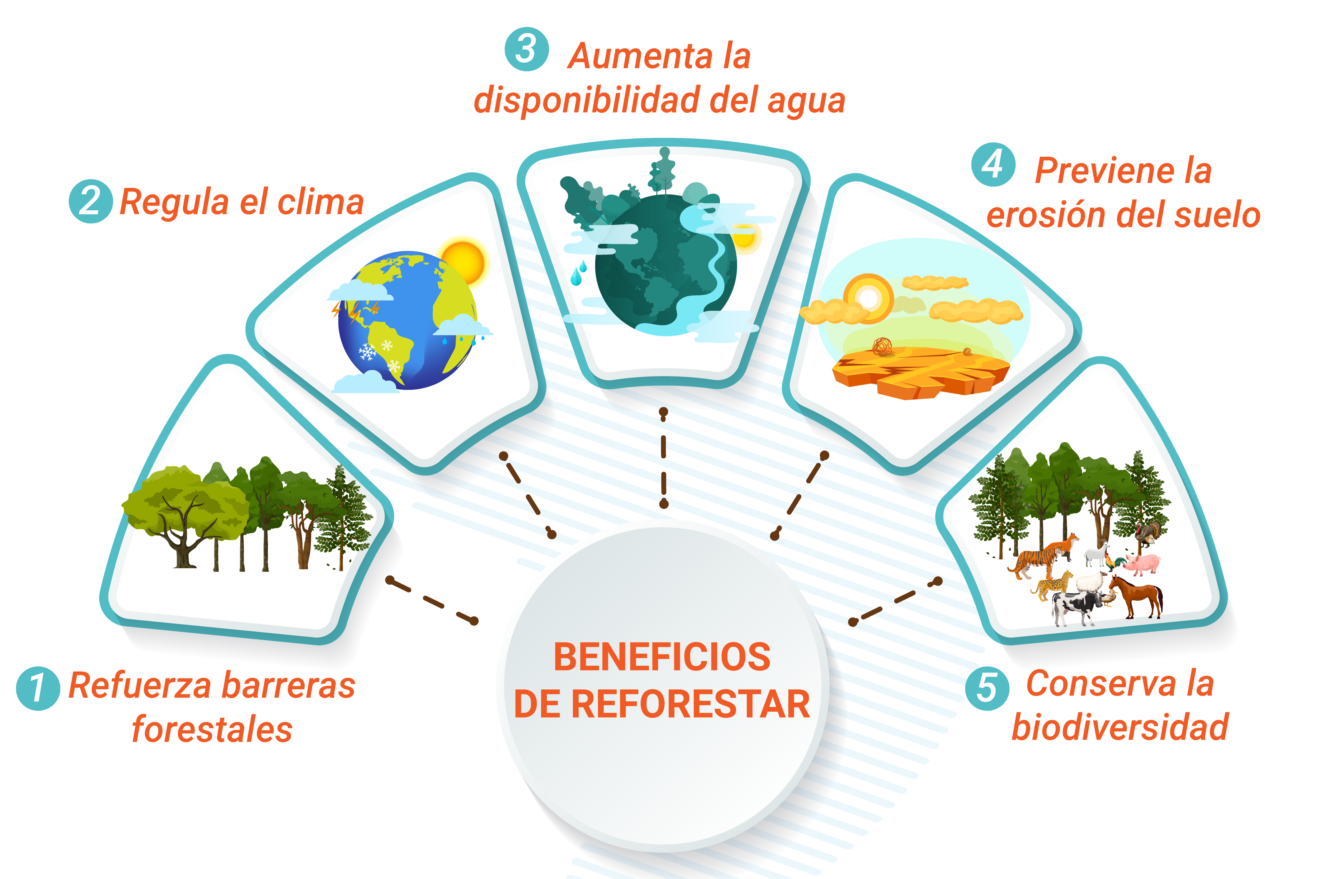 INFOGRAFÍA 2 beneficios REFORESTACIÒN copia Mesa de trabajo 1