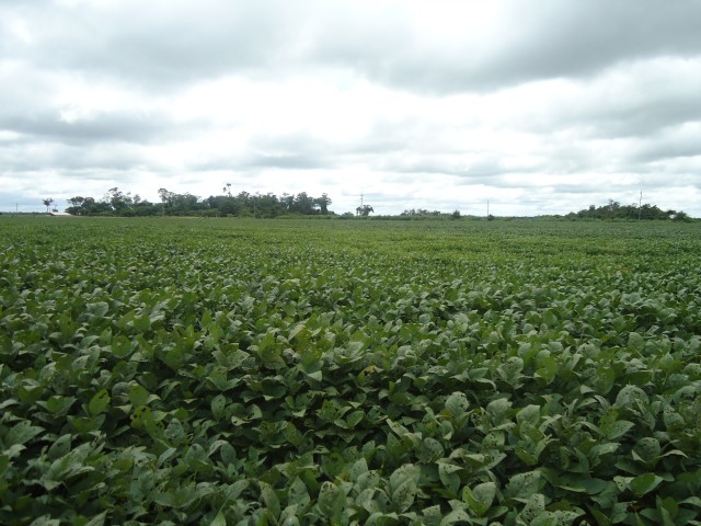 f reportaje soya transgénica 5 022014