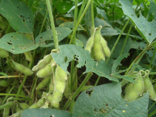 f reportaje soya transgénica 6 022014